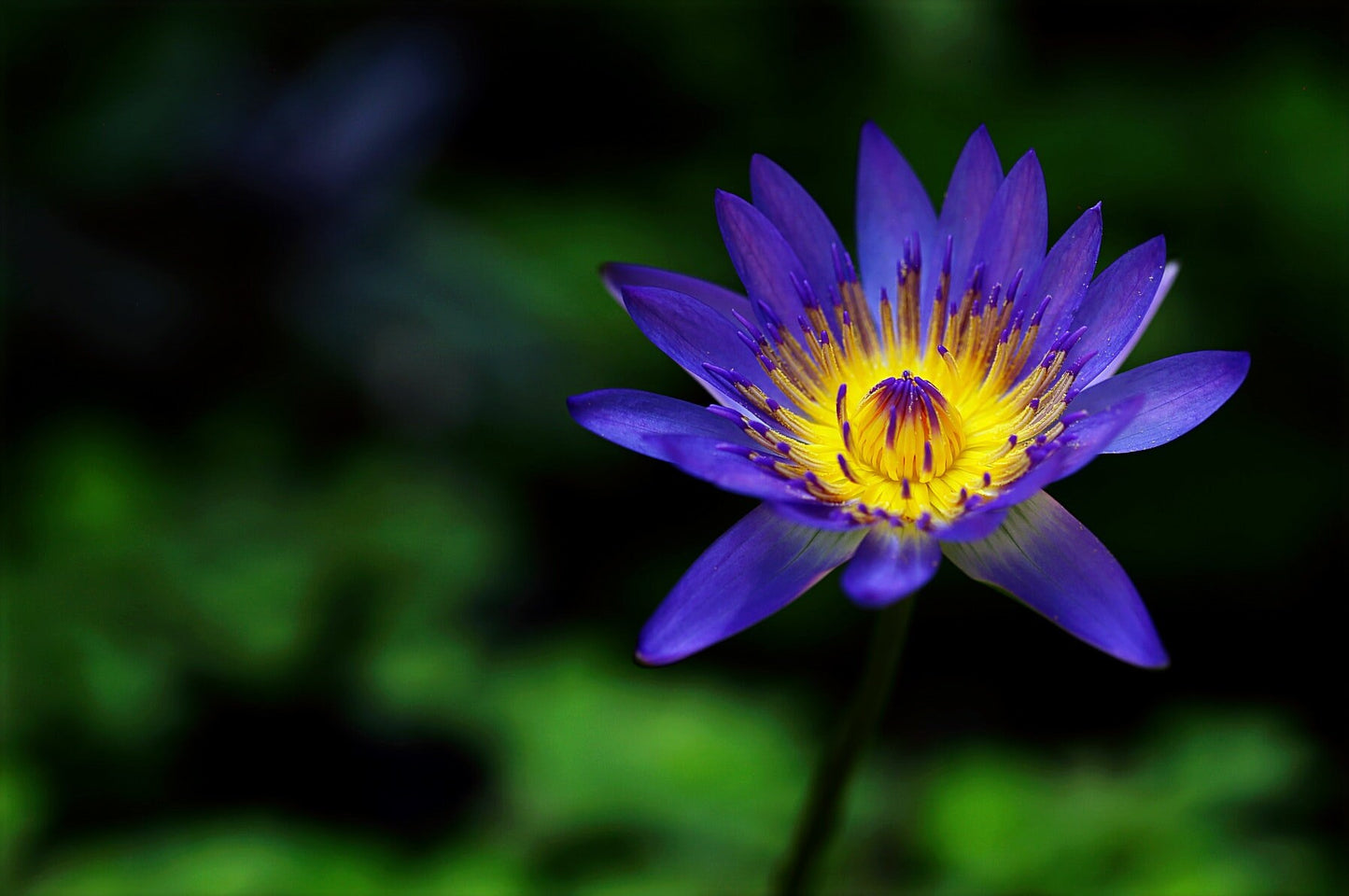 Egyptian Blue Lotus Tincture~Nymphaea Caerulea~Lucid Dream, Astral Travel~